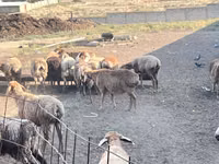 كبش, Arashan sheep — الصورة 3