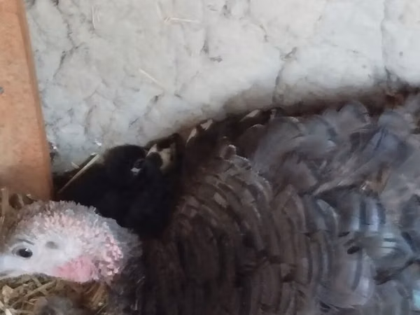 Turkeys — Kirgisistan