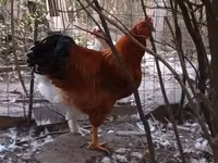 Chickens — الصورة 1