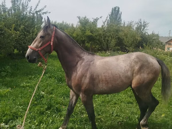 Hengst, French Trotter