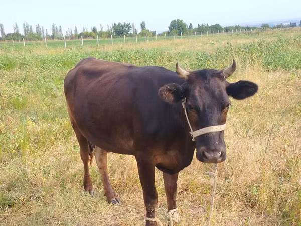 母牛, Cattle — 吉尔吉斯斯坦