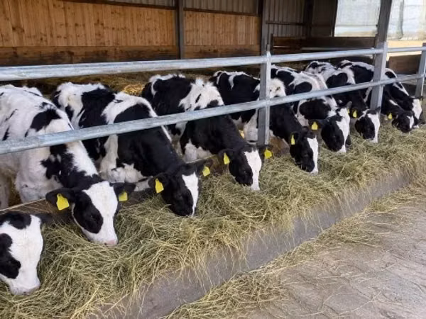 公牛, Holstein breed
