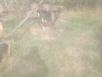 Ziegenbock, Ziegen — Foto 4
