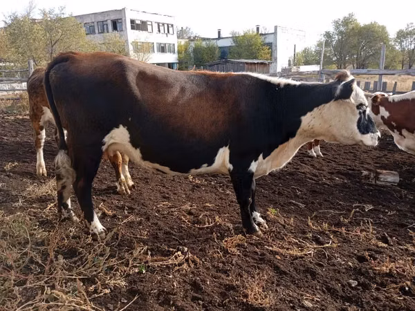 Kuh, Weißkopfige Ukrainische