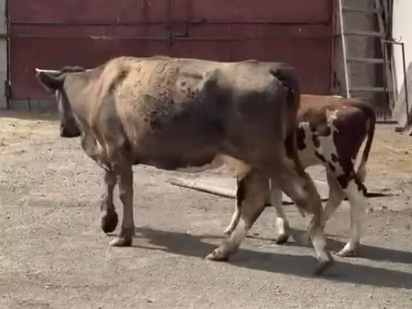 गाय, Latvian Blue cattle — कज़ाखस्तान