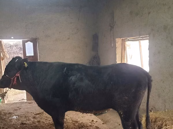 公牛, Cattle — 乌兹别克斯坦