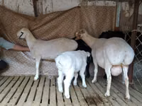 Қошқар, Hissar sheep — 6-сурет