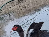 Geese — 5-rasm
