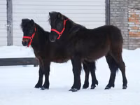 Hengst, American shetland pony — Foto 7