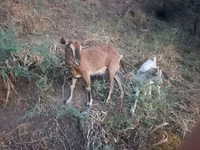 母山羊, Goats — 照片 2