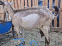 母山羊, Goats — 照片 2