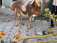 Ram, Arashan sheep — photo 4
