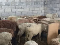 كبش, الأغنام — الصورة 2