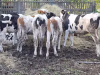 Cow, Simmental cattle — photo 3