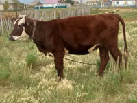 Kuh, Simmental cattle — Foto 1