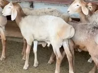 Widder, Arashan sheep — Foto 2