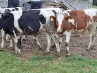 Kuh, Russian Black pied cattle — Foto 3