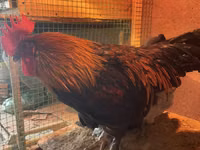 Marans — Foto 4