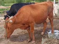 गाय, लाल степीय गाय — फ़ोटो 5