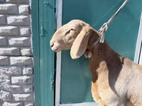 Widder, Arashan sheep — Foto 2