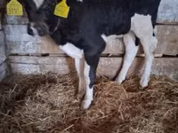 सांड, Russian Black pied cattle — फ़ोटो 4