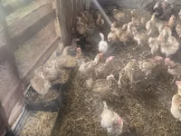 Chickens — الصورة 2