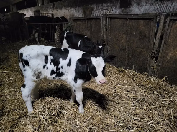 Buqa, Russian Black pied cattle
