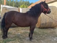 Yegua, Caballos — foto 5
