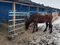 Yegua, Caballos — foto 1