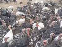 Turkeys — Foto 1