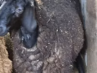 Oveja, Hissar sheep — foto 7