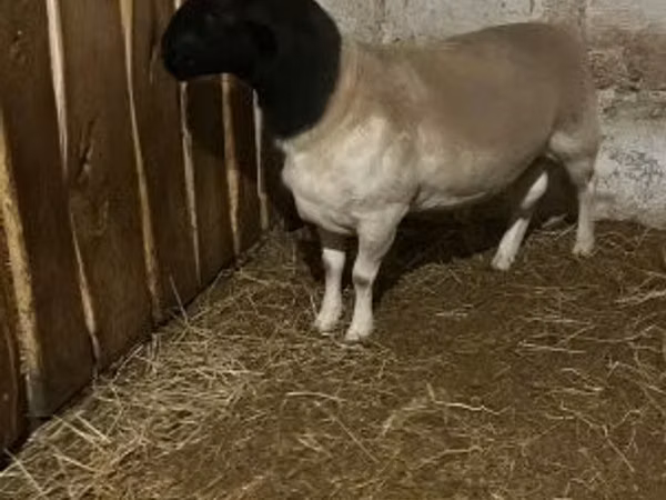 Schaf, Dorper sheep