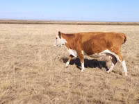 Уй, Герефорд — сүрөт 1