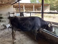 母牛, Cattle — 照片 4