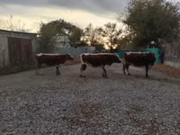 Kuh, Simmental cattle — Foto 6