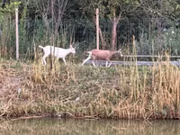 Goat, Saanen goat — photo 7
