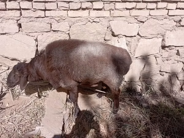 كبش, الأغنام — أوزبكستان