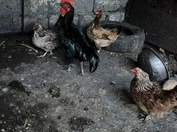Chickens — Kirgisistan
