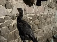 Chickens — फ़ोटो 5