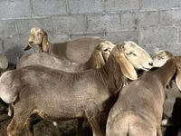 Ram, Arashan sheep — photo 5