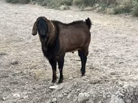 Ziege, Saanen goat — Foto 6