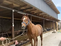 Hengst, Arabian horse — Foto 4