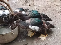 Ducks — Foto 2