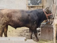 सांड, Swiss cattle — फ़ोटो 1