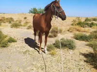حصان, الخيول — الصورة 4