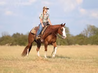 Aygʻir, Quarter Horse — 3-rasm