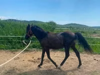 Hengst, Hucul pony — Foto 4