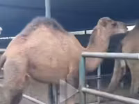骆驼（批次，未指定性别）, Camels — 照片 5