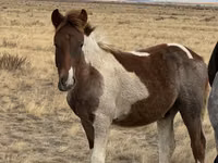 Stute, Kazakh horse — Foto 6