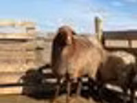 Schaf, Kazakh fat-tailed coarsewool sheep — Foto 3